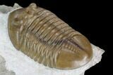 Asaphus Lepidurus Trilobite - Russia #125665-5